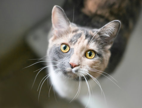 A Dilute Calico domestic shorthair cat with yellow eyes looking up at the camera