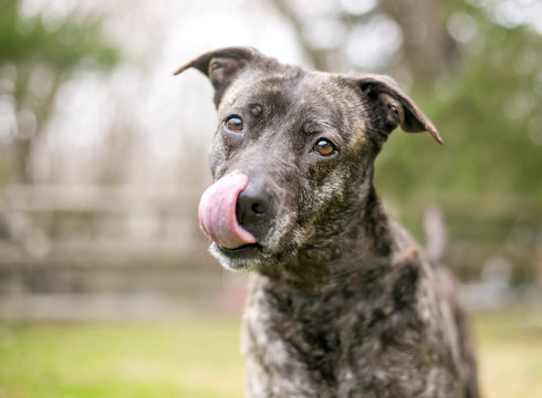 A brindle mixed breed dog licking its lips