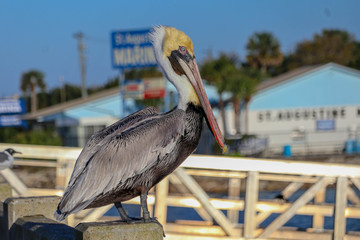 the colorful pelican