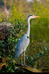 Grey Heron