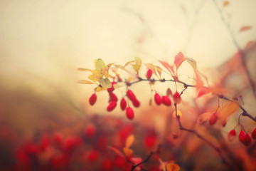 Red barberry. Autumn nature background