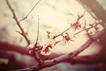 Beautiful flowers blossom in spring