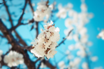 White flowers blossom. Spring nature