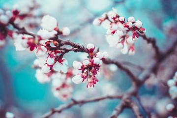 White flowers blossom. Spring nature