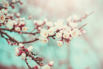 Flowers blossom in spring. Floral background.