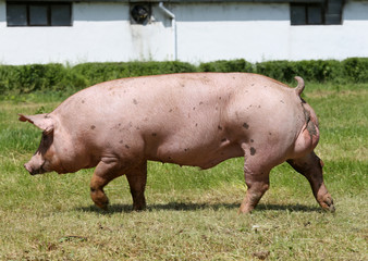 Mighty domestic pig run across the pasture