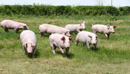 Fototapeta premium Young healthy pigs living at animal farm rural scene in natural environment