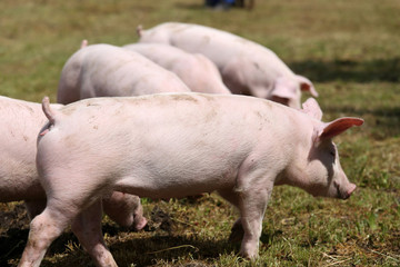 Piglets walking around on animal farm outdoors rural scene