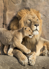 Obraz na płótnie Canvas This proud male aftican lion is cuddled by his cub during an affectionate moment. She is Daddy's girl for sure.