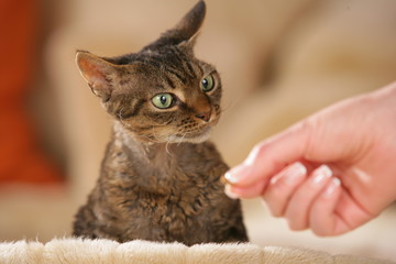 Devon Rex cat gets a treat