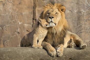 This proud male aftican lion is cuddled by his cub during an affectionate moment. She is Daddy's...