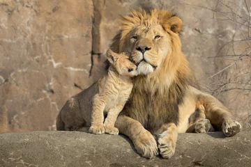 Rolgordijnen Deze trotse mannelijke Afrikaanse leeuw wordt geknuffeld door zijn welp tijdens een aanhankelijk moment. Ze is zeker papa& 39 s meisje. © ricardoreitmeyer