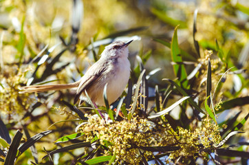 Bird Life