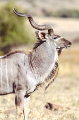 Kudu Bull