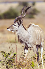 Kudu Bull