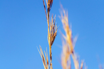 African grass