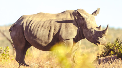 White Rhino