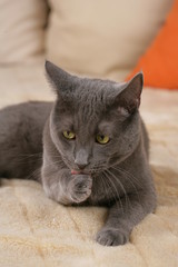 Grey cat licking its paw