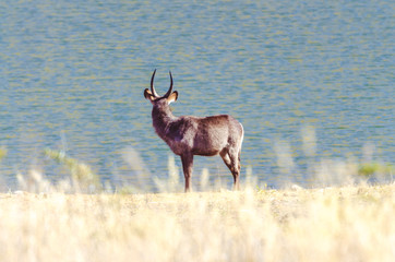 Waterbuck