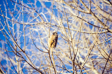 Garden Bird - Mouse Bird