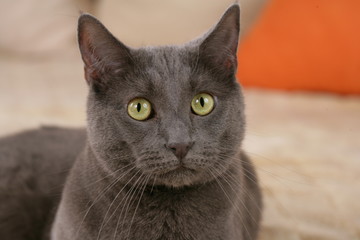 Close up of a grey domestic cat