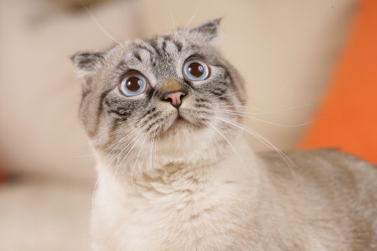 Scottish fold cat