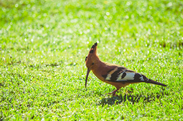 Garden Birds- African Hoopoe