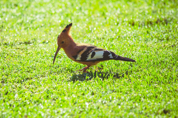Garden Birds- African Hoopoe