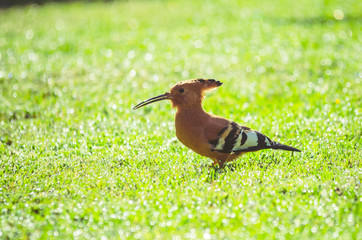 Garden Birds- African Hoopoe