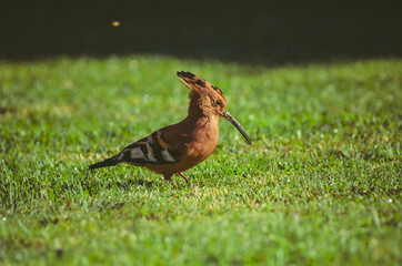 Garden Birds- African Hoopoe
