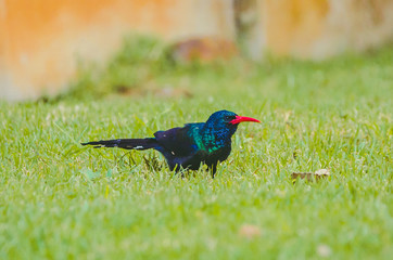 Garden Bird - red-billed woodhoopoe