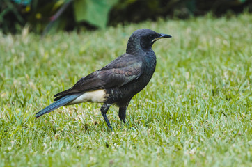 Garden Bird - Pied Starling