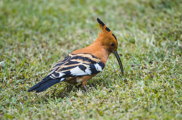 African hoopoe (Upupa africana) © Andrew