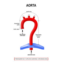 Schematic view of the aorta segments - obrazy, fototapety, plakaty