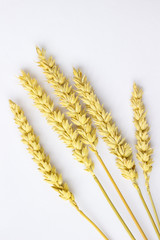 Springs  of wheat on a white background.