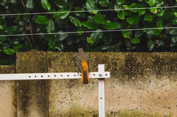 Garden Bird - Robin Chat