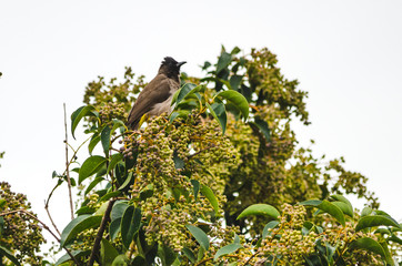 Dark-capped Bulbul