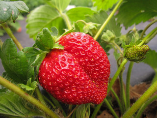 close-up of the ripe strawberry in the garden