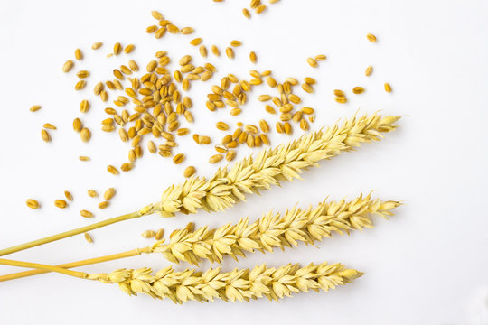 Grains and springs of wheat on a white background. Top view.