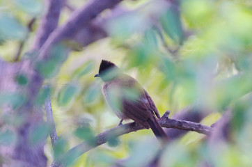 Black-capped Bulbul