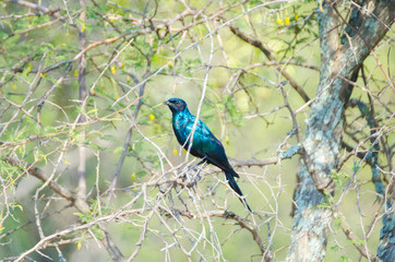 Glossy Starling