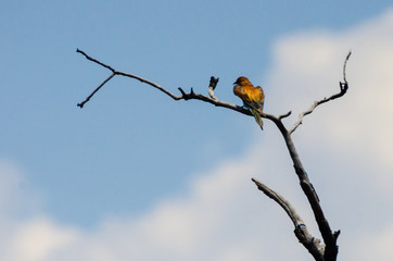 European Bee-eater