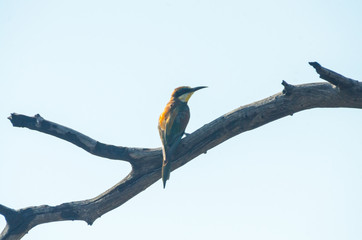 European Bee-eater