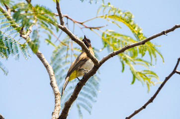 Black-capped bulbul