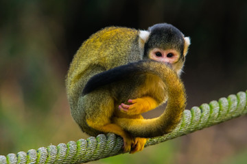 Squirrel monkey on a rope.