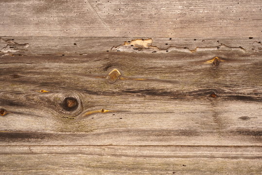 wood borers holes on wooden plank, texture of weathered board 