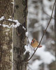Female Cardinal in the Snow