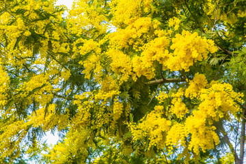 Mimosa spring flowers