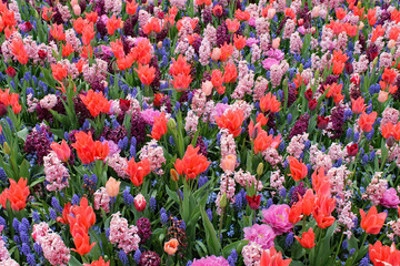 bunte Frühlingswiese im Keukenhof, Niederlande © Konstanze Junghanns