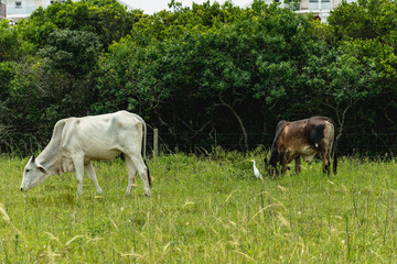 Cows grazing in an urban region